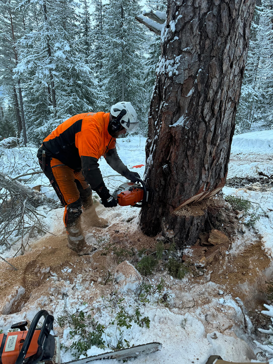 En arbeider feller et tre med en motorsag